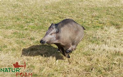 Running Boar 3D Target